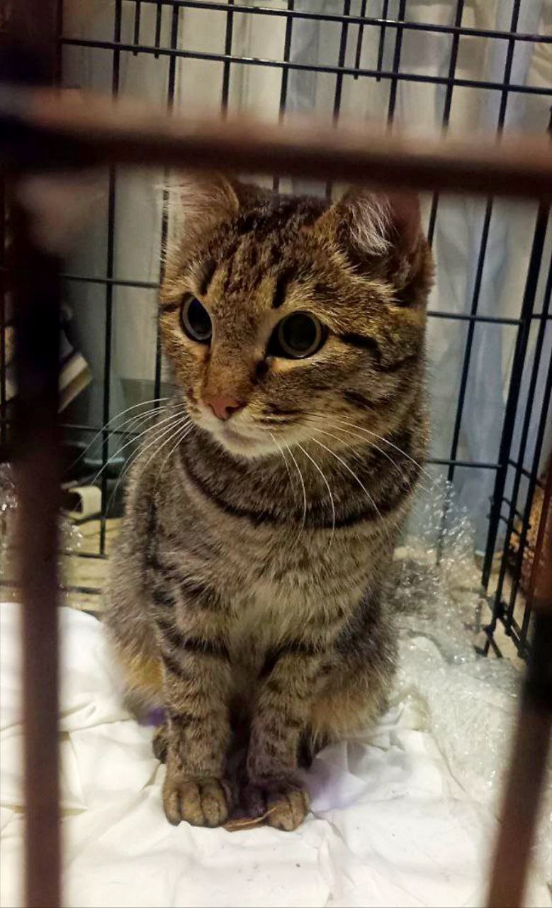 Найдена молодая кошечка в Ангарске